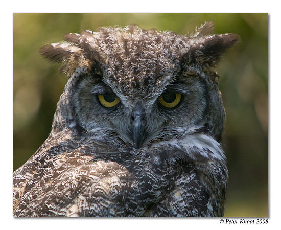 Great Horned Owl