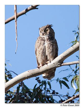 Great Horned Owl