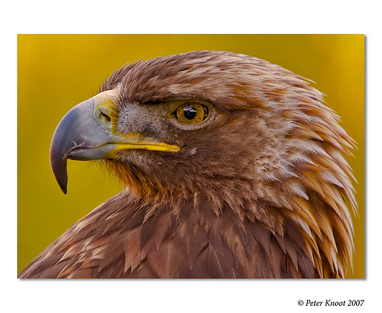 Golden Eagle
