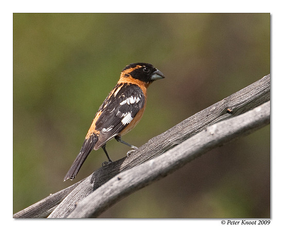 Black-headed Grosbeak