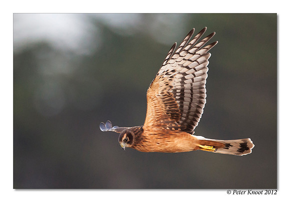 Northern Harrier