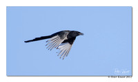 Black-billed Magpie