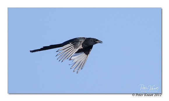 Black-billed Magpie