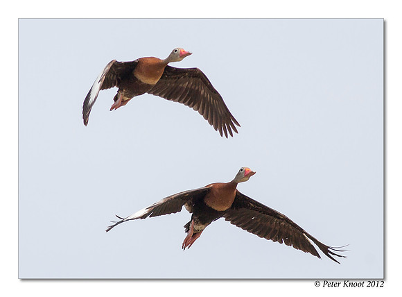 Black-bellied Whistling Ducks