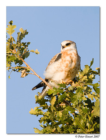 White-tailed Kite