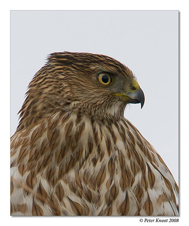 Cooper's Hawk