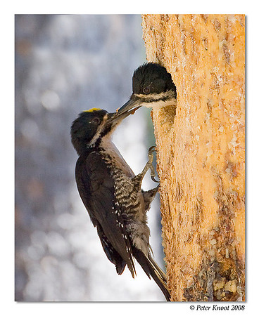 Black-backed Woodpecker