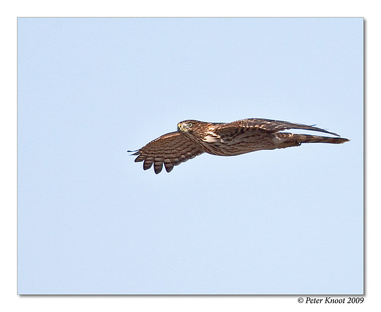 Cooper's Hawk
