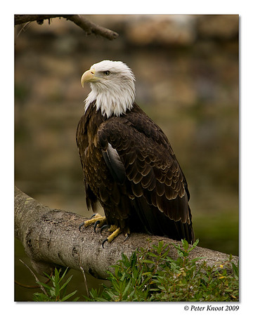 Bald Eagle