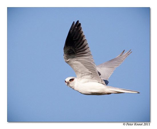 White-tailed Kite