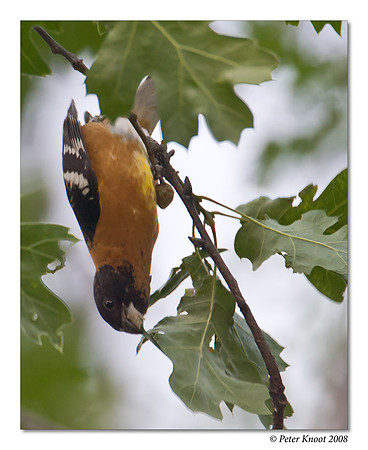 Black-headed Grosbeak