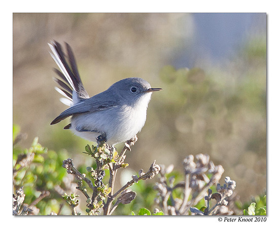 Blue-gray Gnatcatcher