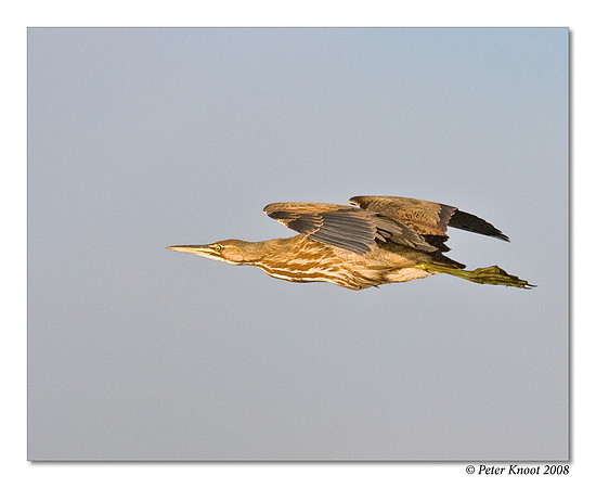 American Bittern