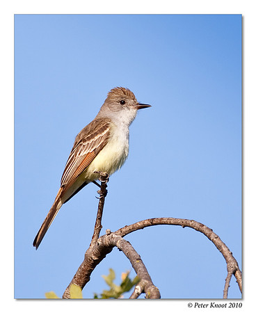 Ash-throated Flycatcher