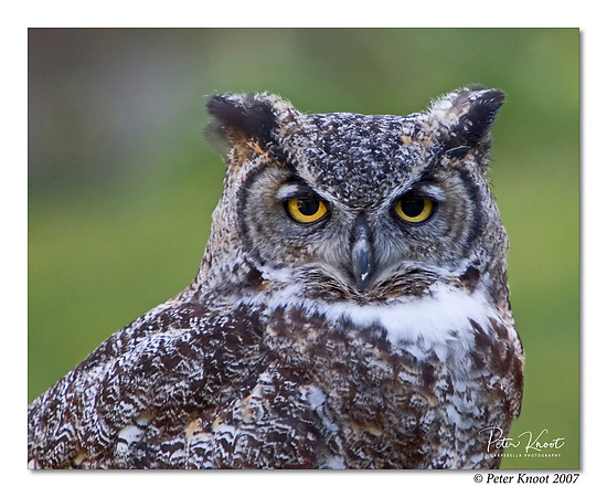 Great Horned Owl
