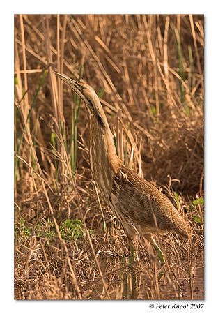peter_american_bittern_7