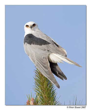 White-tailed Kite