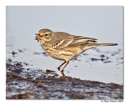 American Pipit