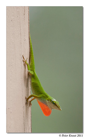 Tree Lizard