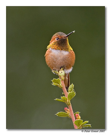 Allen's Hummingbird