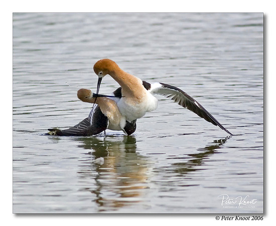 American Avocet