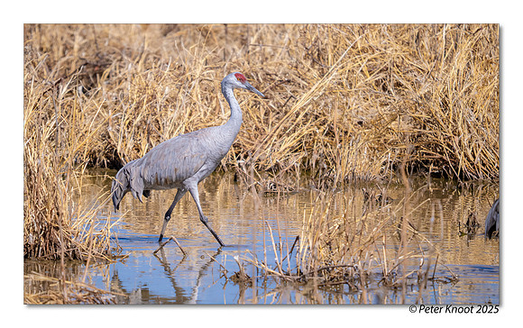 Sandhill Cranes