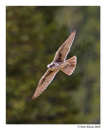 Prairie Falcon
