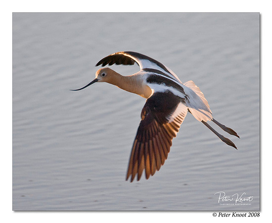 American Avocet