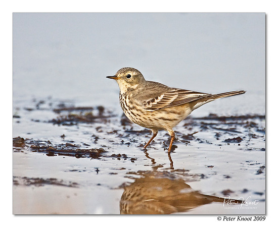 American Pipit