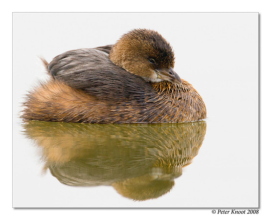 Pied-billed Grebe