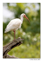 White Ibis