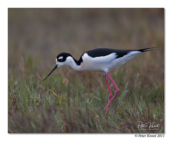 Black-necked Stilt