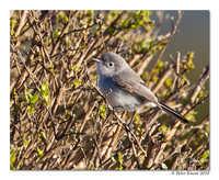 Blue-gray Gnatcatcher