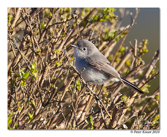 Blue-gray Gnatcatcher