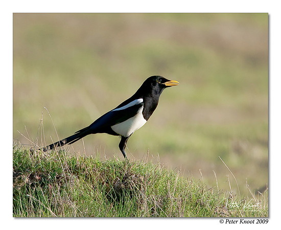 Yellow-billed Magpie