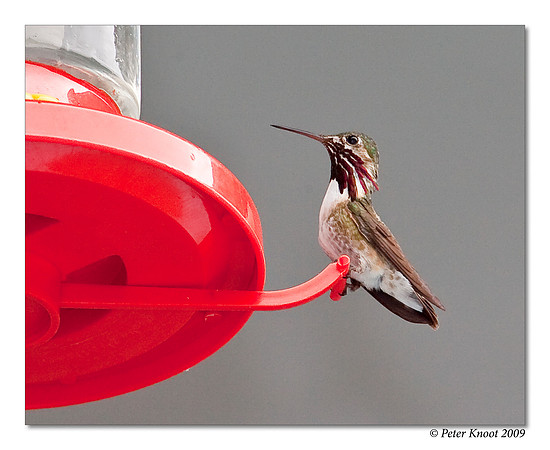 Calliope Hummingbird