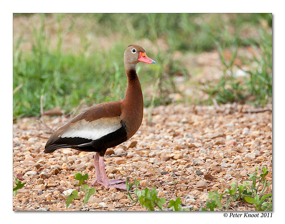 Black-bellied Whistling Duck