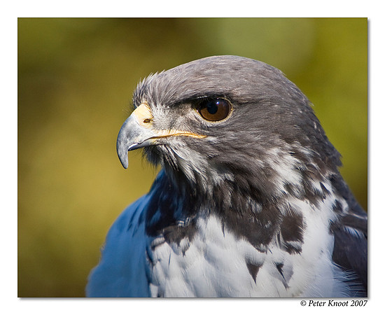 Augur Buzzard