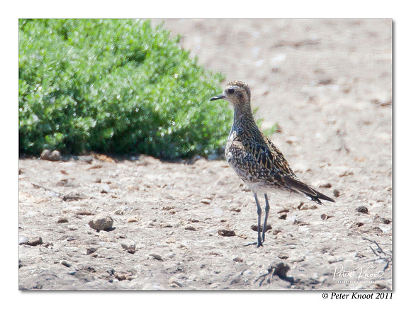 American Golden-Plover