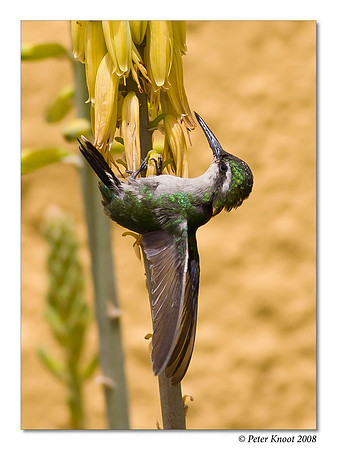 Blue-tailed Emerald Hummingbird