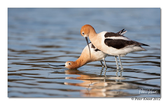 American Avocet