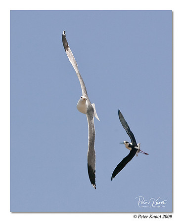 Black-necked Stilt