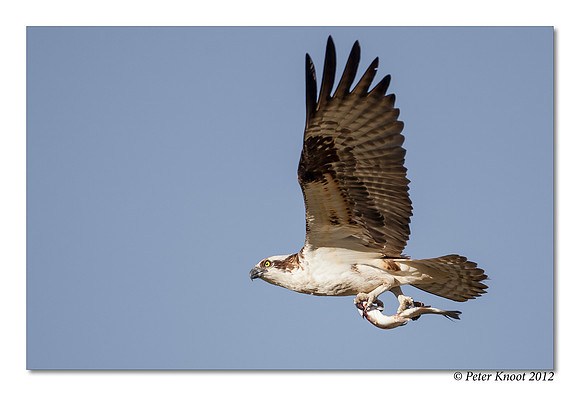Osprey