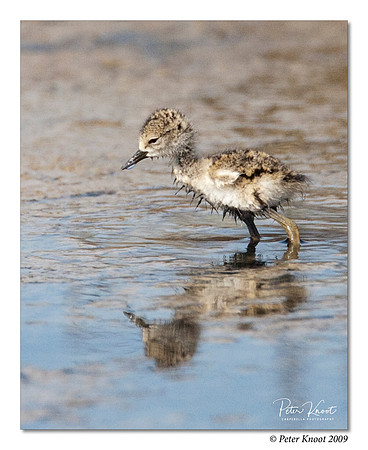 Black-necked Stilt