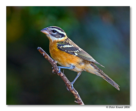 Black-headed Grosbeak