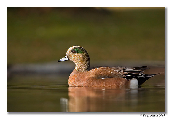 American Wigeon