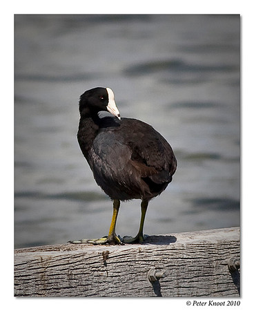 American Coot