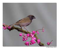 Black-faced Grassquit