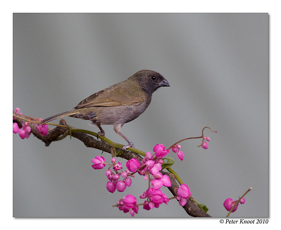 Black-faced Grassquit