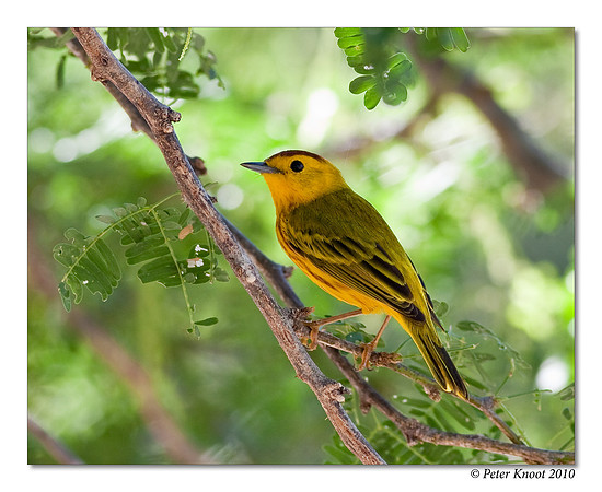 Yellow Warbler